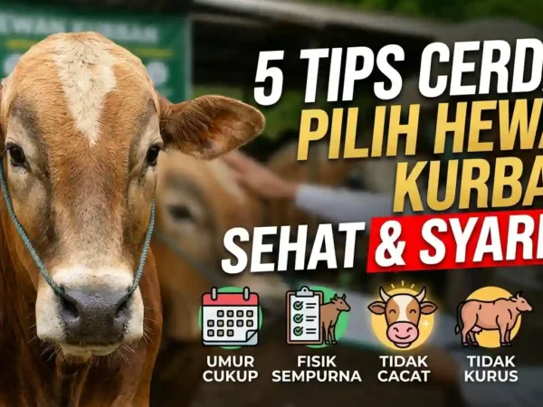 Mau Kurban? Simak 5 Tips Cerdas Pilih Hewan Sehat Sesuai Syariat