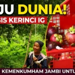 Manggis Kerinci Siap Mendunia: Kemenkum Jambi Kebut Sertifikasi IG