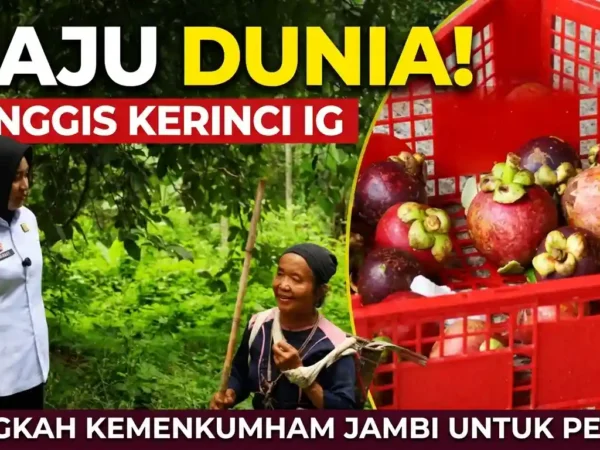 Manggis Kerinci Siap Mendunia: Kemenkum Jambi Kebut Sertifikasi IG