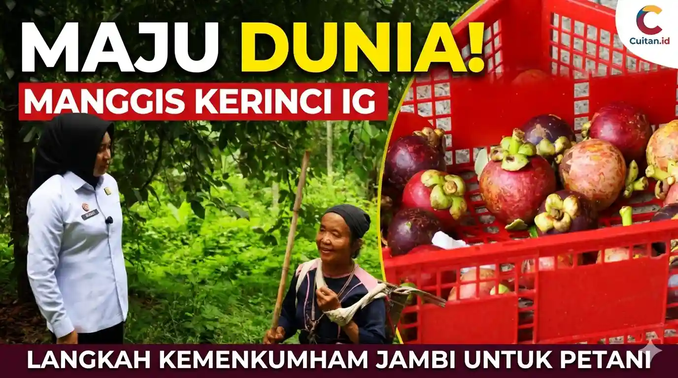 Manggis Kerinci Siap Mendunia: Kemenkum Jambi Kebut Sertifikasi IG