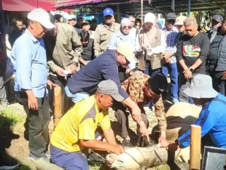 Semangat Berbagi, Pemkot Sungai Penuh Sukses Gelar Qurban Perdana 39 Ekor Sapi