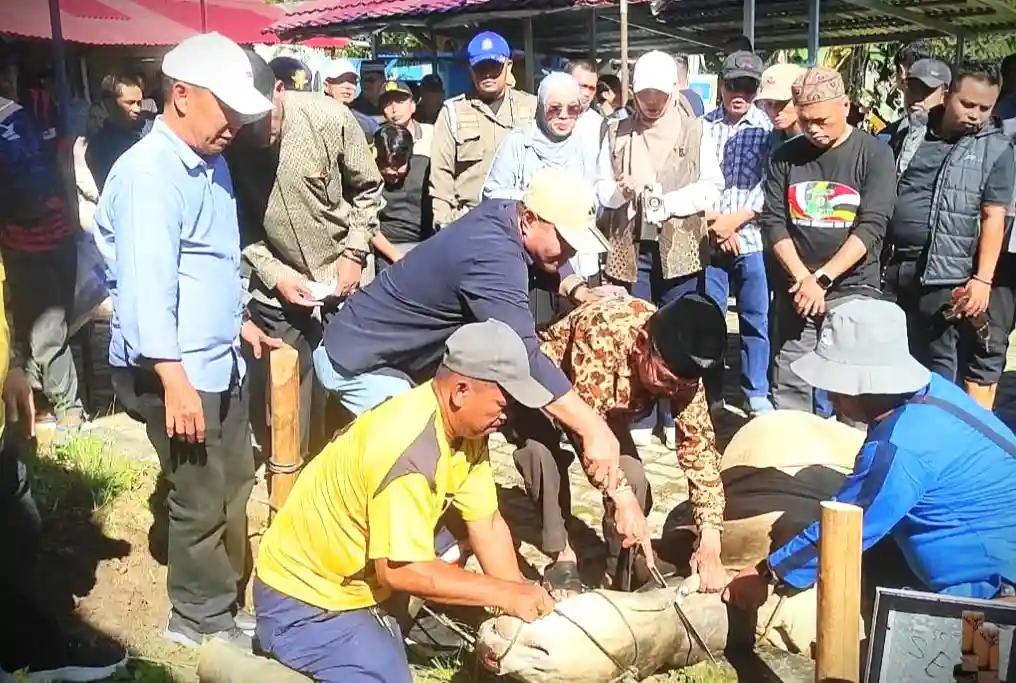 Pemkot Sungai Penuh Sukses Gelar Qurban Perdana 39 Ekor Sapi