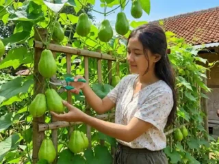7 Cara Membuat Kebun Labu Siam Rambat di Pagar Bambu