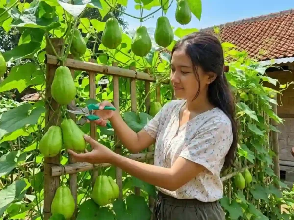 7 Cara Membuat Kebun Labu Siam Rambat di Pagar Bambu