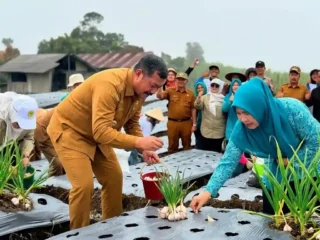 Bupati Monadi Buka Peluang Cuan Baru Bagi Petani Lewat Bawang Putih