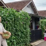 7 Inspirasi Kebun Kacang Panjang di Pagar Bambu, Pekarangan Jadi Rimbun