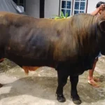 Bolehkah APBN untuk Sapi Kurban Presiden? Ini Jawaban MUI