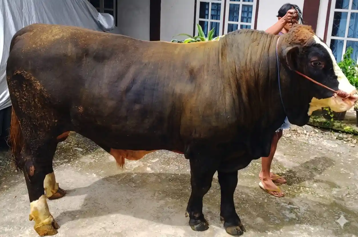 Bolehkah APBN untuk Sapi Kurban Presiden? Ini Jawaban MUI