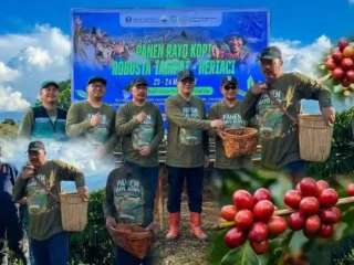 Festival Panen Rayo Kopi Robusta Tamiai Sukses Dongkrak Ekonomi Kerinci
