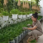 5 Ide Kebun Kangkung Gantung Kreatif untuk Lahan Sempit