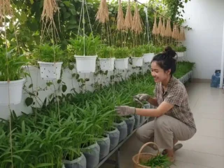5 Ide Kebun Kangkung Gantung Kreatif untuk Lahan Sempit