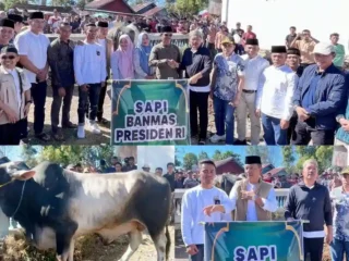 Sukacita Warga Gunung Raya Terima Sapi Kurban Bantuan Presiden RI