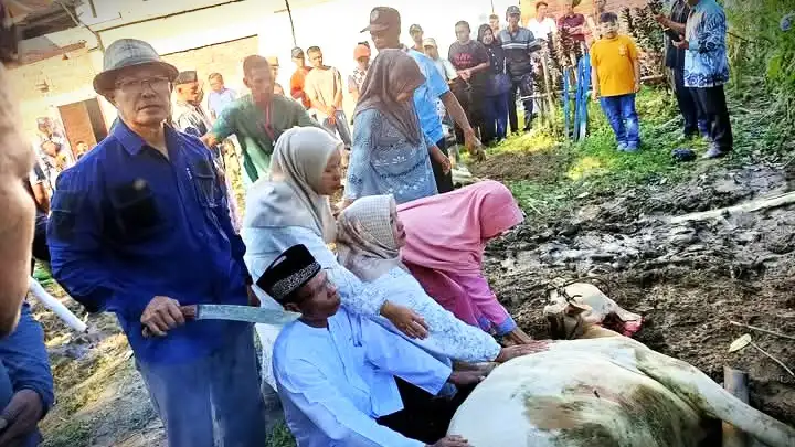 Ketua DPD Partai NasDem Kota Sungai Penuh, Dahkir Yahya saat Turun Langsung Potong 3 Sapi Kurban di Tanjung Muda.