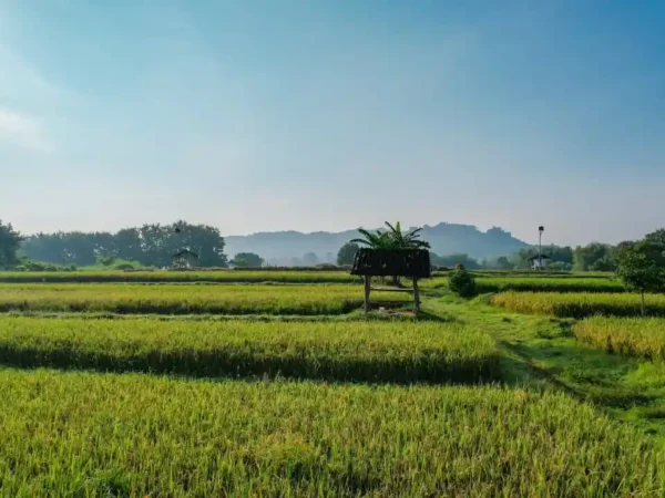 Sertipikat Tanah Ulayat Jadi Benteng Kokoh Warisan Nagari Sitapa