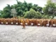 Heboh Isu ASN Sungai Penuh Gugat Cerai Setelah Lulus PPPK, Benarkah?