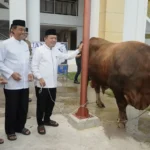 Gubernur Al Haris Salurkan Sapi Kurban 930 Kg dari Presiden Prabowo