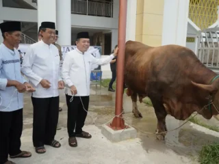 Gubernur Al Haris Salurkan Sapi Kurban 930 Kg dari Presiden Prabowo