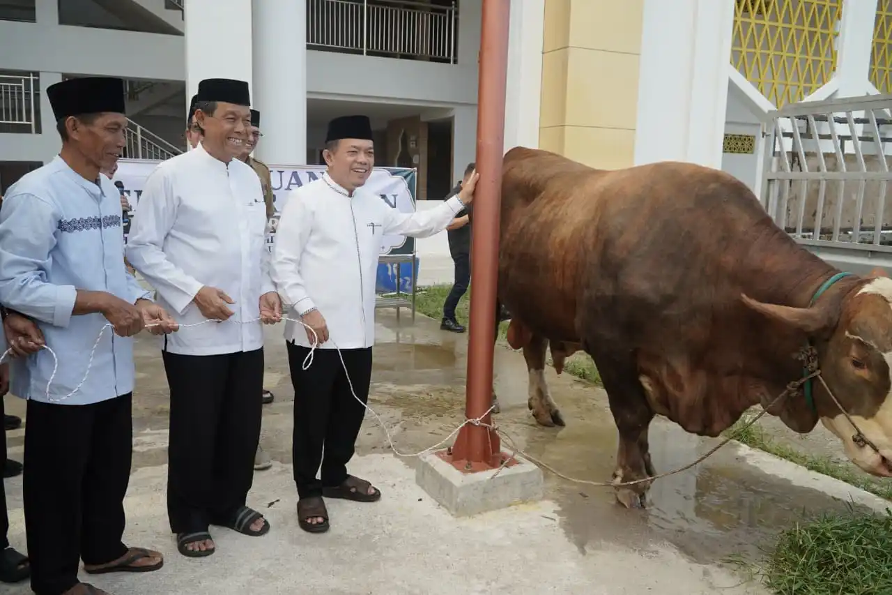 Gubernur Al Haris Salurkan Sapi Kurban 930 Kg dari Presiden Prabowo