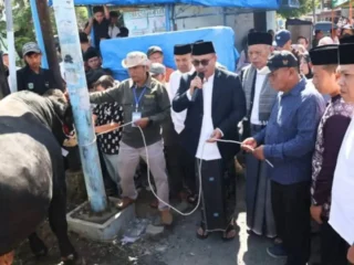 Wako Alfin dan Wawako Azhar Salurkan Sapi Kurban 842 Kg dari Presiden