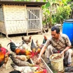 Cuan Melimpah dari Sawah: 6 Ide Ternak Menguntungkan Lewat Limbah Padi