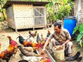 Cuan Melimpah dari Sawah: 6 Ide Ternak Menguntungkan Lewat Limbah Padi