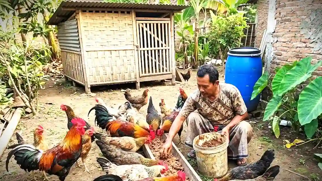Ide Ternak Menguntungkan Lewat Limbah Padi