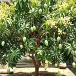 Rumah Hadap Barat Adem? Tanam 7 Pohon Buah Tahan Panas Ini