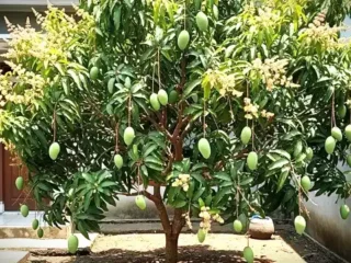 Rumah Hadap Barat Adem? Tanam 7 Pohon Buah Tahan Panas Ini