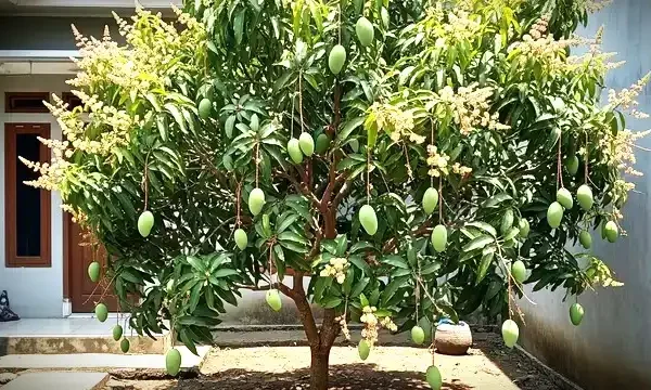 Rumah Hadap Barat Adem? Tanam 7 Pohon Buah Tahan Panas Ini