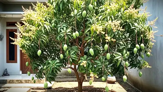 Pohon Buah Tahan Panas Rumah Hadap Barat