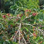 Kopi Arabika Sungai Penuh Bersiap Tembus Pasar Global