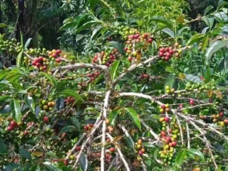 Kopi Arabika Sungai Penuh Bersiap Tembus Pasar Global