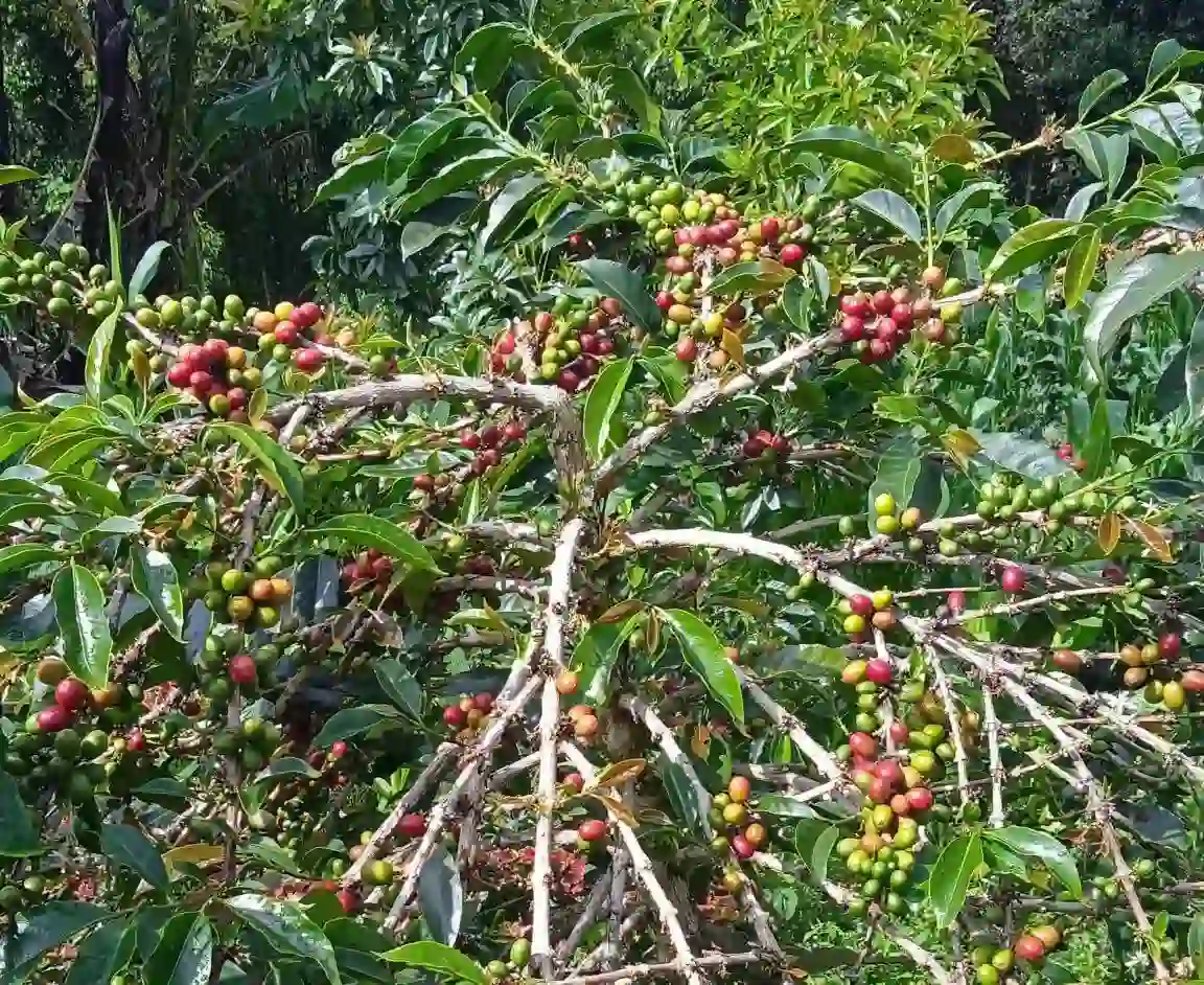 Kopi Arabika Sungai Penuh Bersiap Tembus Pasar Global