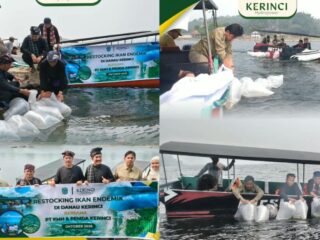 PT KMH Tebar Bibit Ikan Semah di Danau Kerinci, Dukung Pelestarian Lingkungan