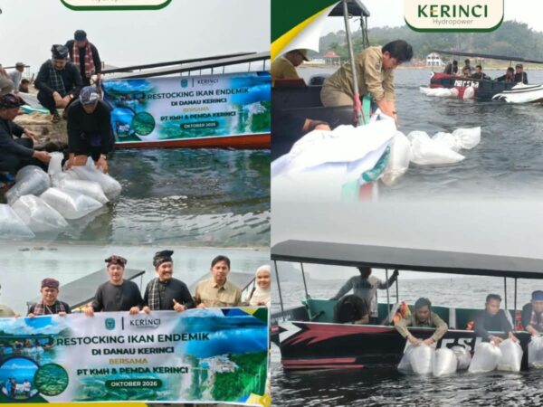 PT KMH Tebar Bibit Ikan Semah di Danau Kerinci, Dukung Pelestarian Lingkungan