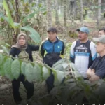 Strategi Baru Petani Kerinci: Budidaya Nilam di Bawah Kulit Manis untuk Ekspor