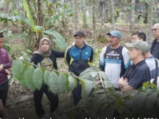 Strategi Baru Petani Kerinci: Budidaya Nilam di Bawah Kulit Manis untuk Ekspor