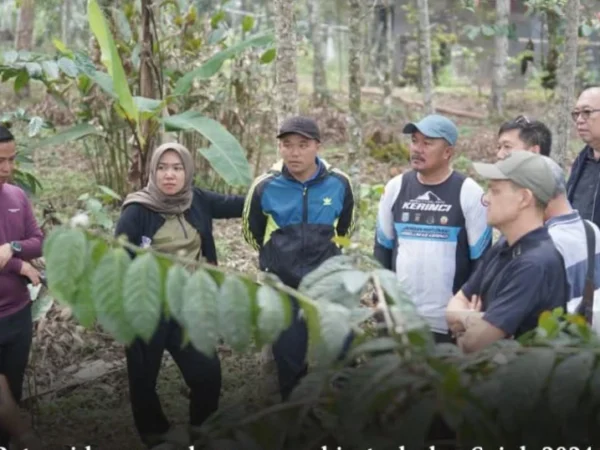 Strategi Baru Petani Kerinci: Budidaya Nilam di Bawah Kulit Manis untuk Ekspor