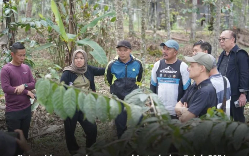 Budidaya Nilam di Bawah Kulit Manis untuk Ekspor
